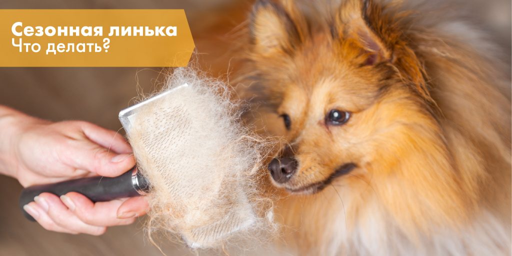 Сезонная линька у кошек и собак